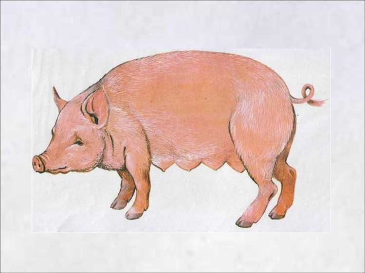 kulinarnoe-iskusstvo-kak-zapech-celuju-svinju-na_3 Кулинарное искусство - как запечь целую свинью на двоих и создать шедевр на вашем столе